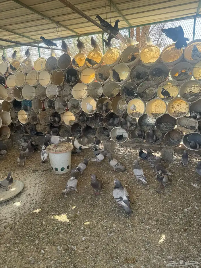 حمام فرنسي سلفر 2