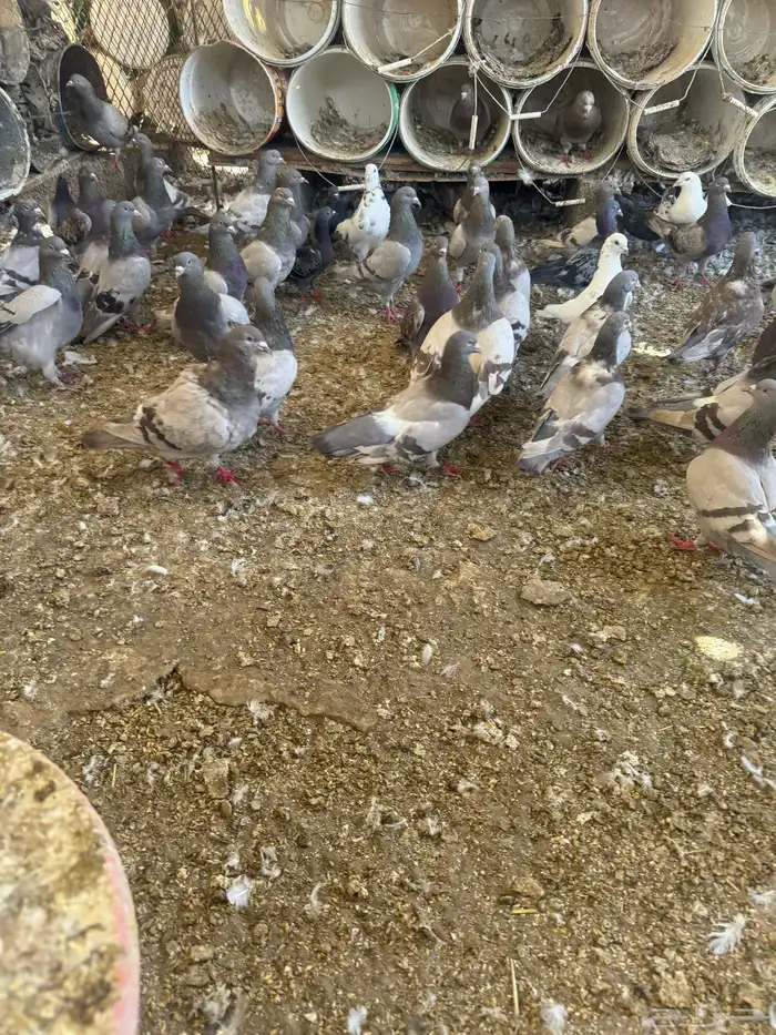 حمام فرنسي سلفر 0