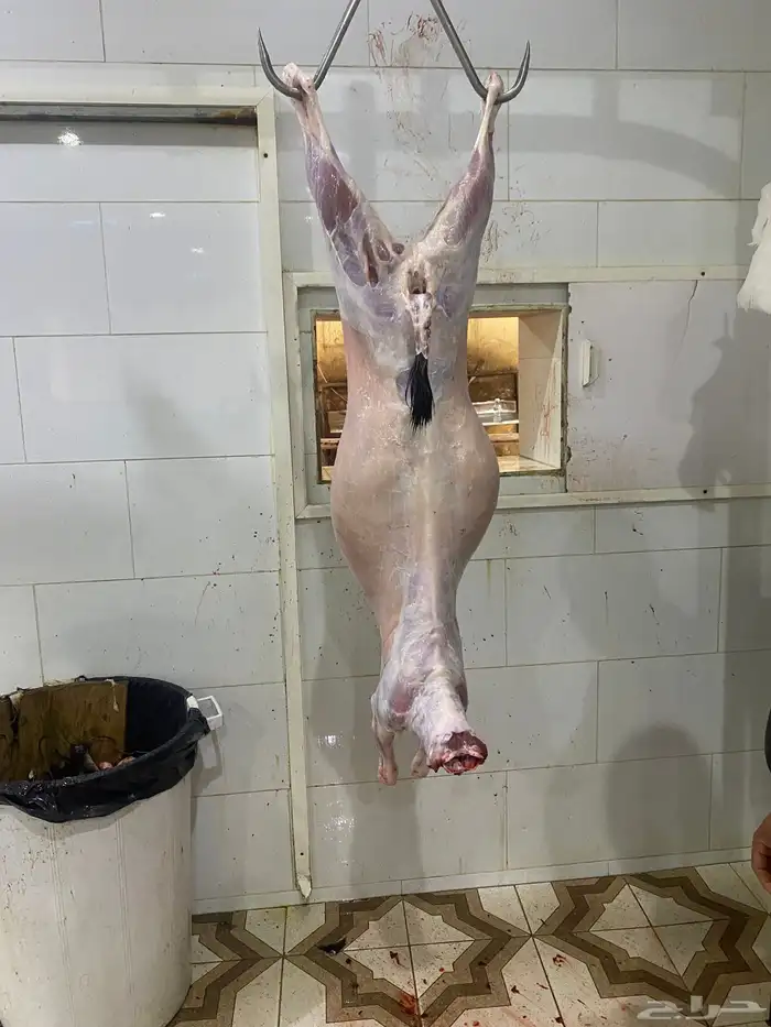شامل الذبح والتوصيل داخل احياء المدينه المنور 1