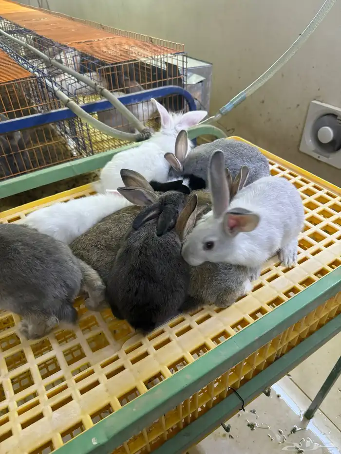 ارانب تربيه ولاحم 14