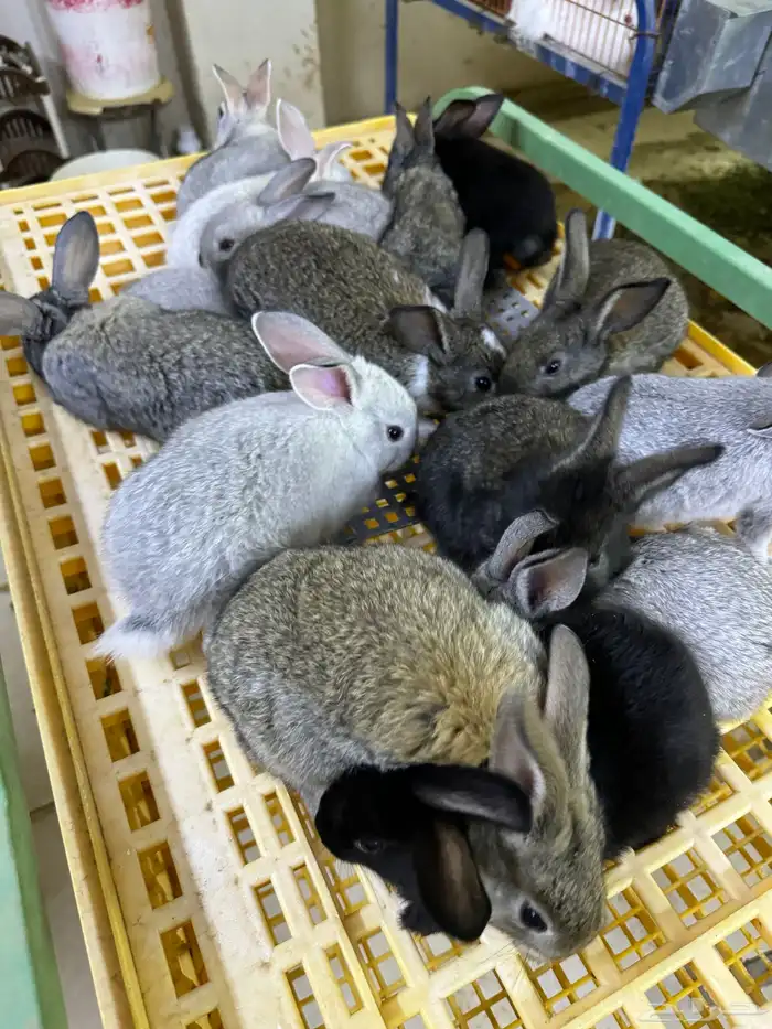 ارانب تربيه ولاحم 3