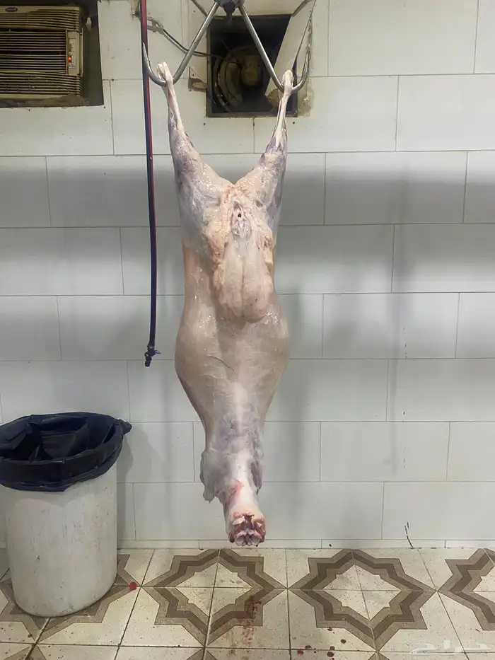 شامل الذبح والتوصيل داخل احياء المدينه المنور 0