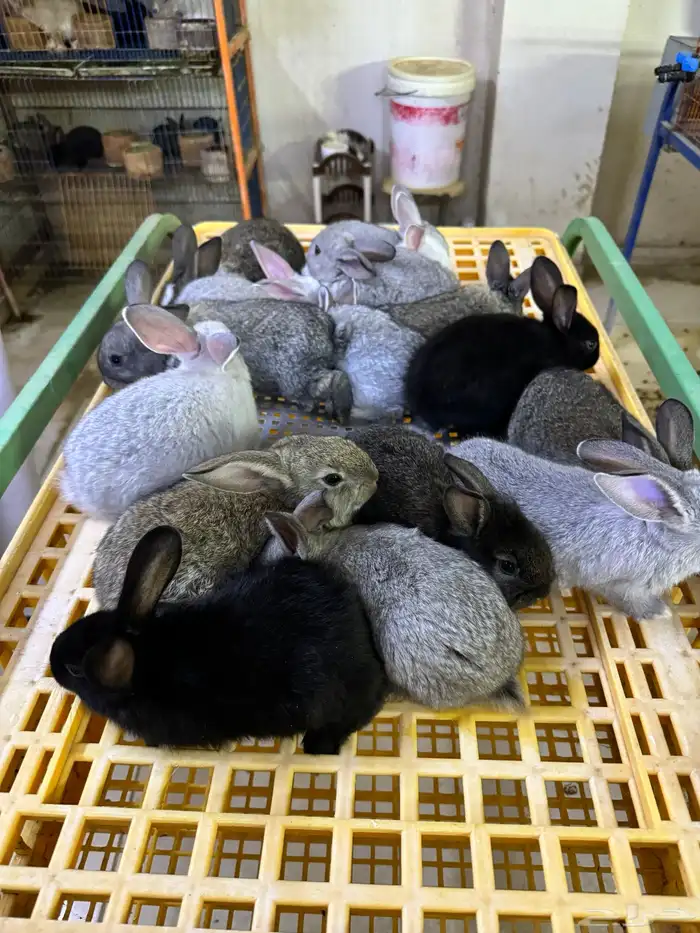 ارانب تربيه ولاحم 1