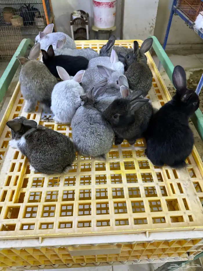 ارانب تربيه ولاحم 2