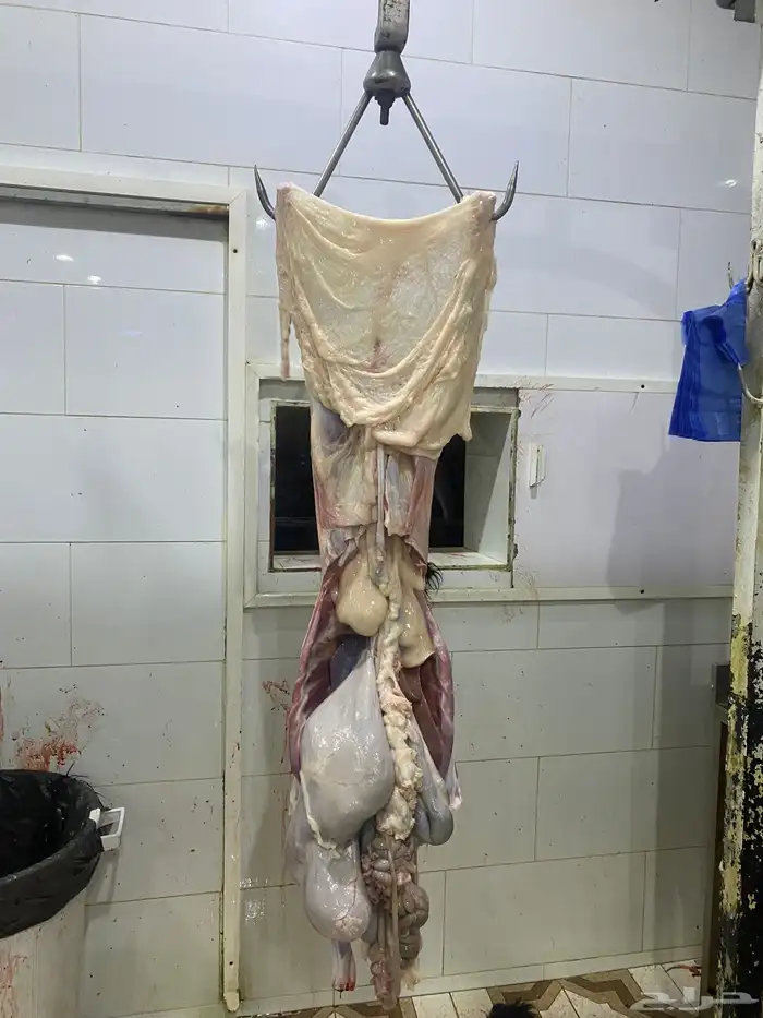 شامل الذبح والتوصيل داخل احياء المدينه المنور 3