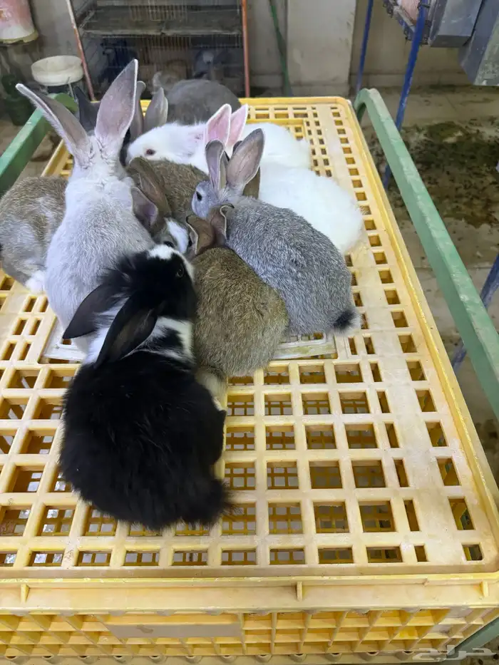 ارانب تربيه ولاحم 13