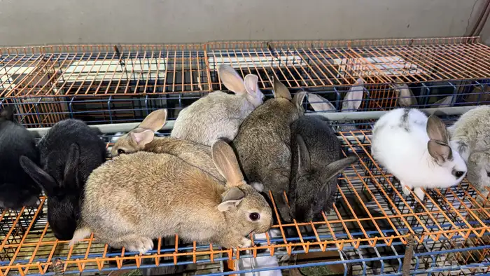 ارانب تربيه ولاحم 0