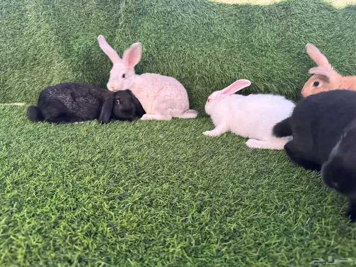 ارانب تربيه ولاحم 4