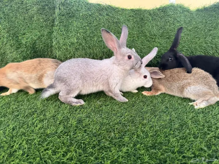 ارانب تربيه ولاحم 6