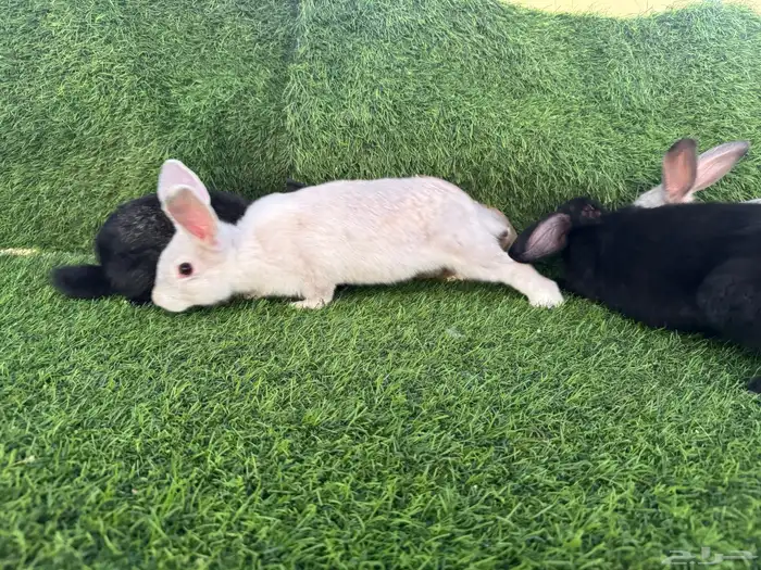 ارانب تربيه ولاحم 8