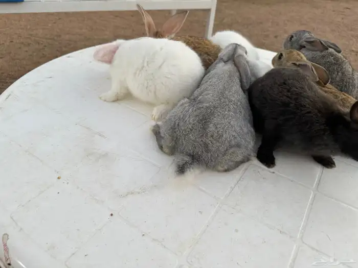 ارانب تربيه ولاحم 9