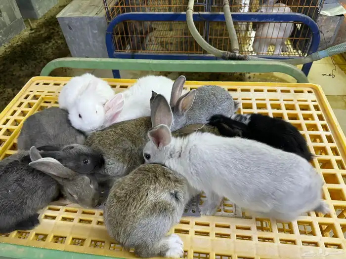 ارانب تربيه ولاحم 12