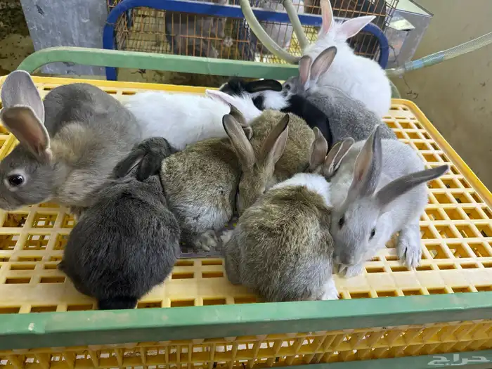 ارانب تربيه ولاحم 15