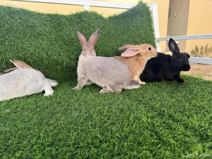 ارانب تربيه ولاحم 7