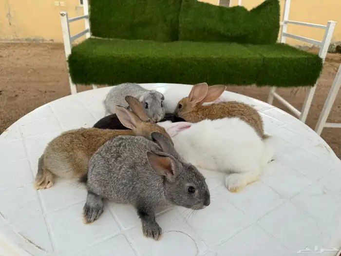 ارانب تربيه ولاحم 11