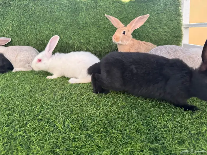 ارانب تربيه ولاحم 5