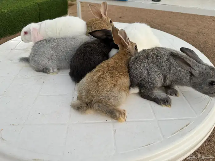 ارانب تربيه ولاحم 10