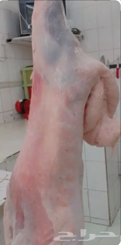 ملحمة ذبائح الحجاز - مخطط البدراني -بجوار صيدلية المجتمع 24