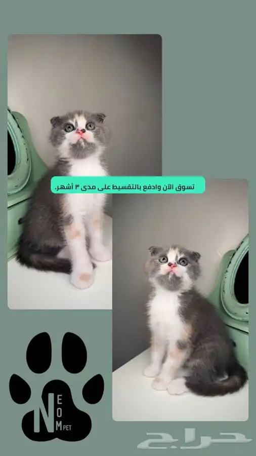 قطط للبيع جدة مكة الطايف سكوتش فولد شيرازي هملايا انثى ذكر 1