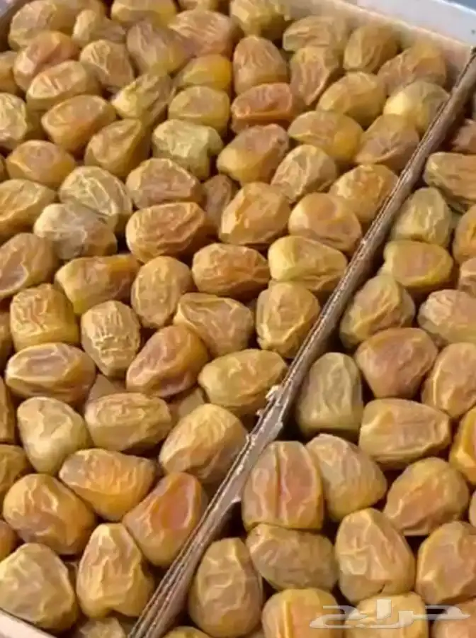 تمر سكري مفتل جديد فاخر( تم البيع ) 0