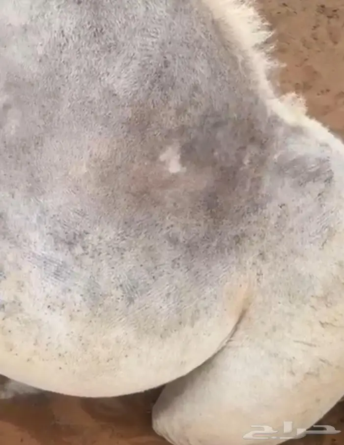 للبيع مكينه جز حلال اغنام ابل ماعز خيول جديد بكرتونه 6