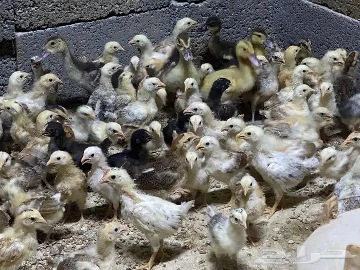 صوص تركي وكولمبي وبلدي 0