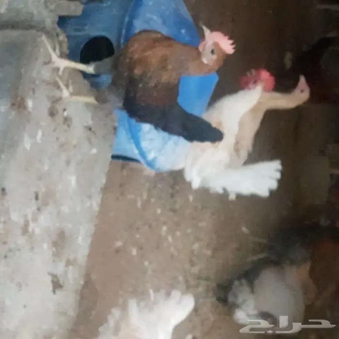 ديوك ودجاج اعمارها اكثر من 3 اشهر 2