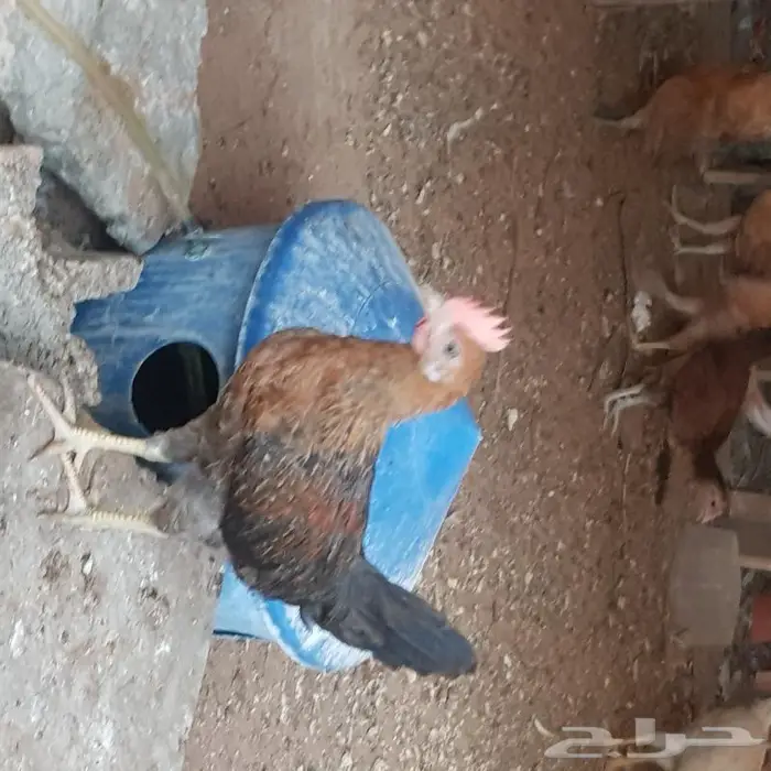 ديوك ودجاج اعمارها اكثر من 3 اشهر 1
