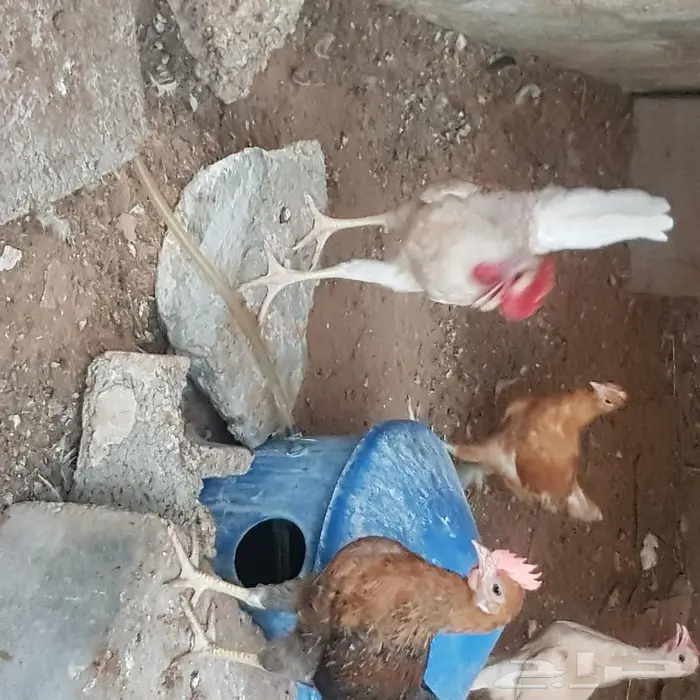 ديوك ودجاج اعمارها اكثر من 3 اشهر 3
