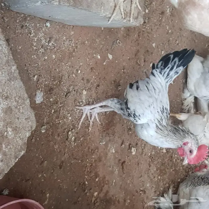 ديوك ودجاج اعمارها اكثر من 3 اشهر 4