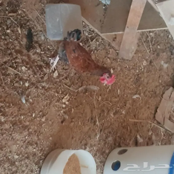 ديوك ودجاج اعمارها اكثر من 3 اشهر 5