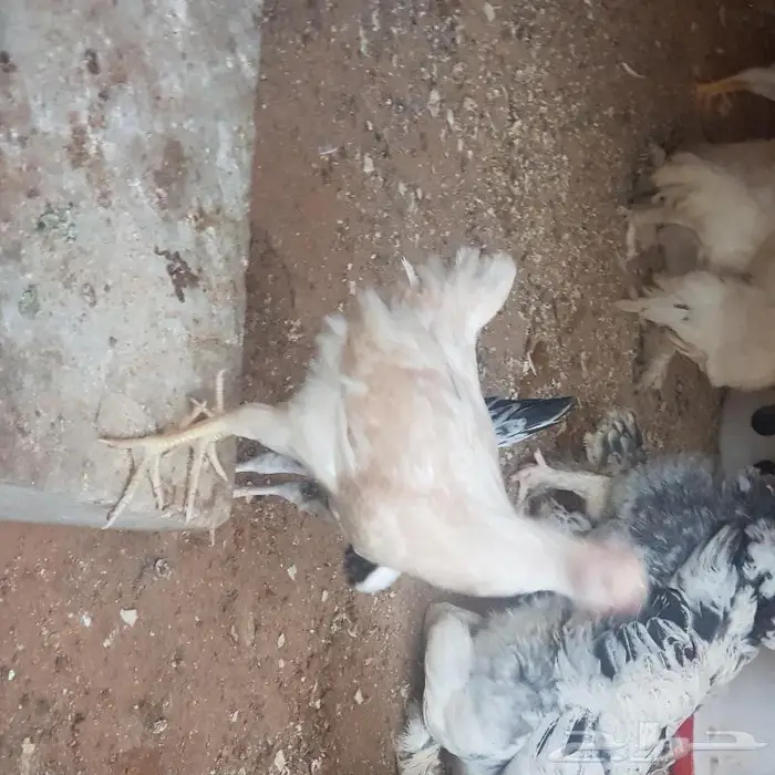 ديوك ودجاج اعمارها اكثر من 3 اشهر 6