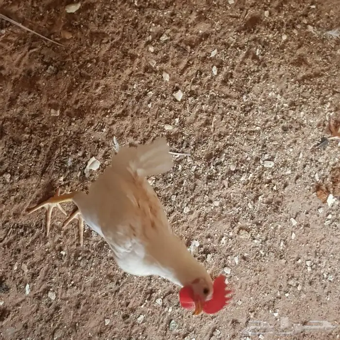 ديوك ودجاج اعمارها اكثر من 3 اشهر 7