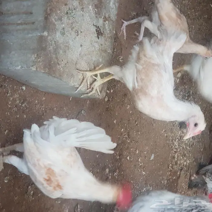 ديوك ودجاج اعمارها اكثر من 3 اشهر 0