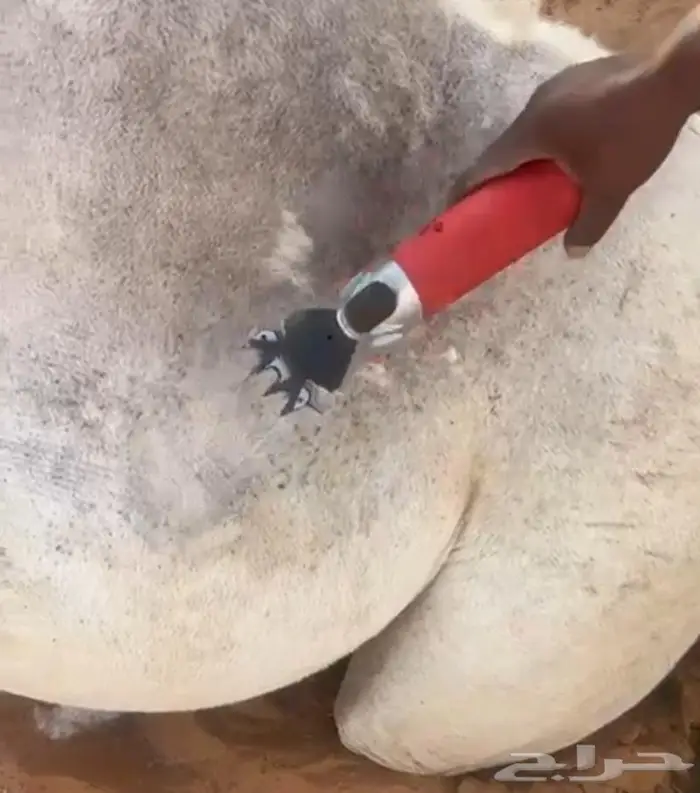 للبيع مكينه جز حلال اغنام ابل ماعز خيول جديد بكرتونه 2