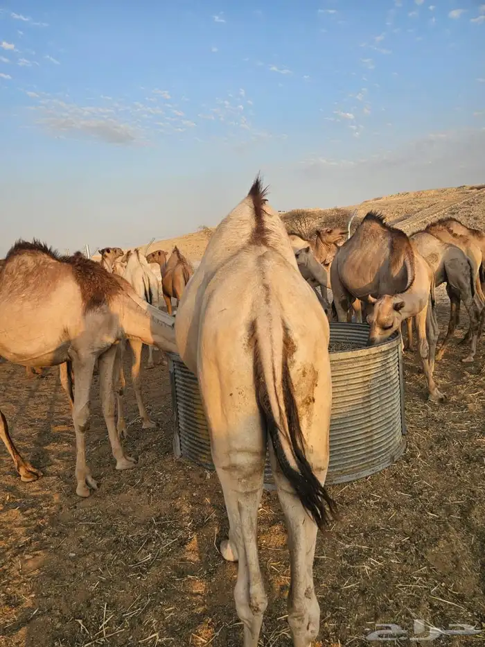قعدان مرآبي 3