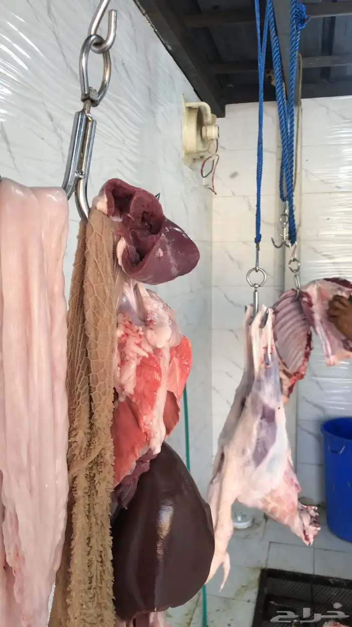 خرفان وتيوس ( يتوفر ذبح وتوصيل) 12