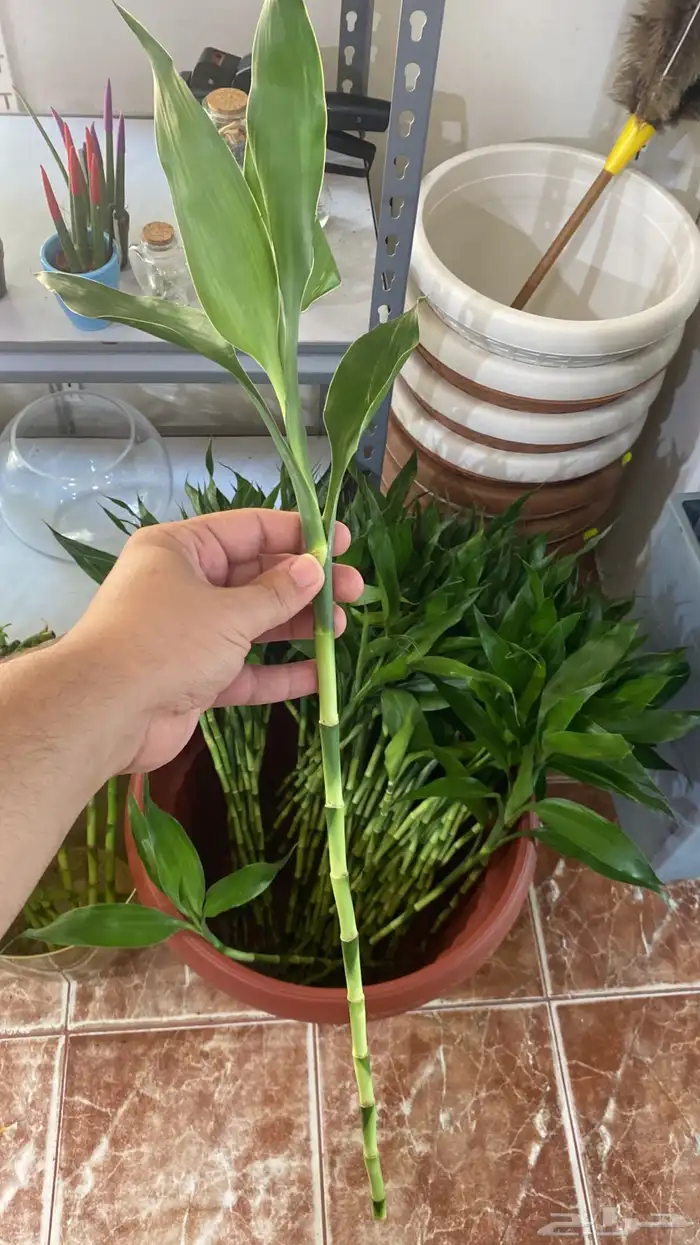 للبيع نباتات لوتس 3