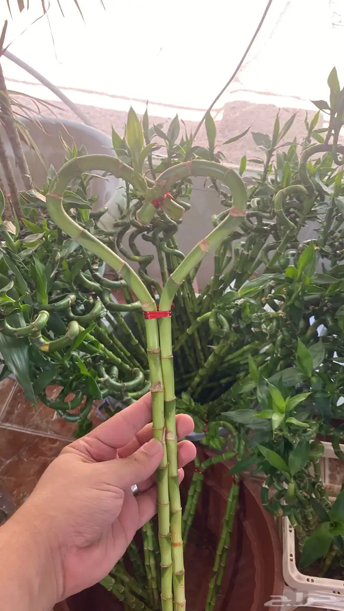 للبيع نباتات لوتس 6