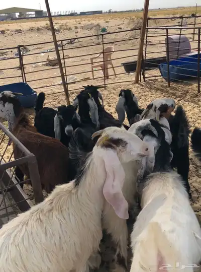 للبيع تيوس عوارض بلدي 1