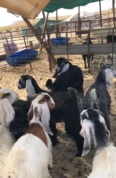 للبيع تيوس عوارض بلدي 0