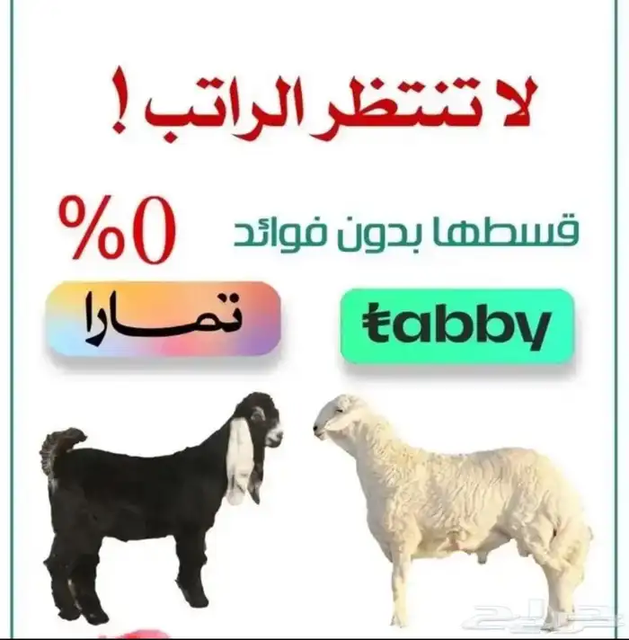 خرفان وتيوس ( يتوفر ذبح وتوصيل) 14