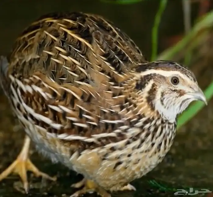 سمان فري مريعي سوبر جامبو 0