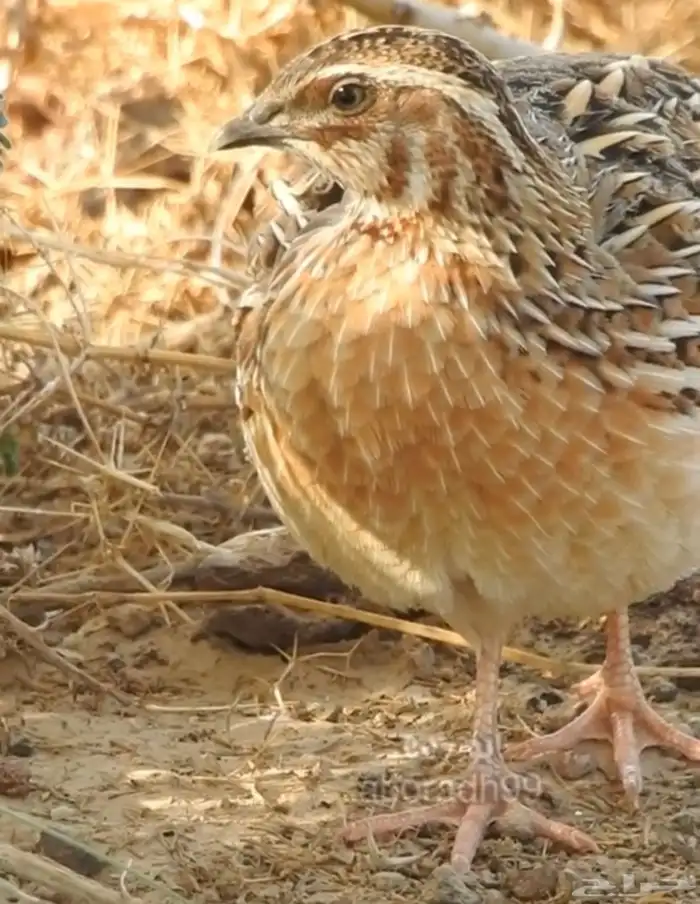 سمان فري مريعي سوبر جامبو 1