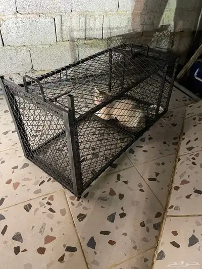 مصيده 8
