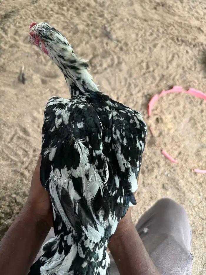 سندي بيور صافي ( فروخ ) 1