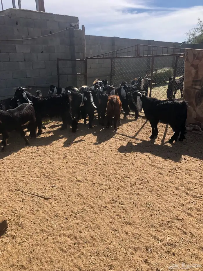 خرفان وتيوس ( يتوفر ذبح وتوصيل) 17