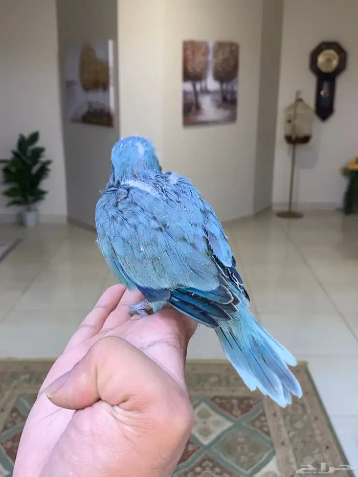 فرخ كويكر غر ( تم البيع ) 4