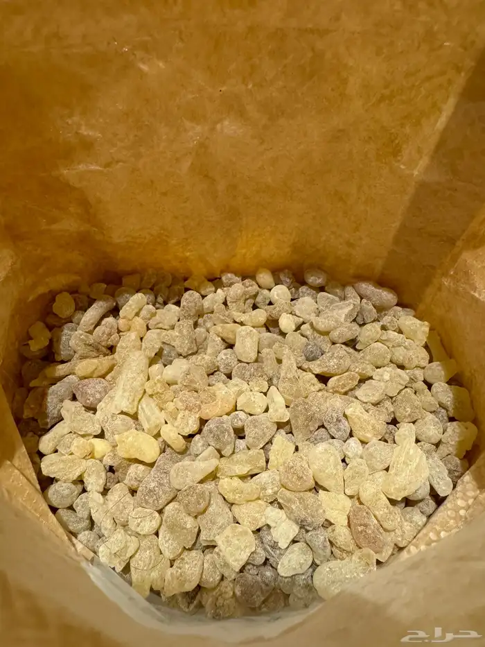 لبان حوجري ذكر درجة أولى ممتازة 4