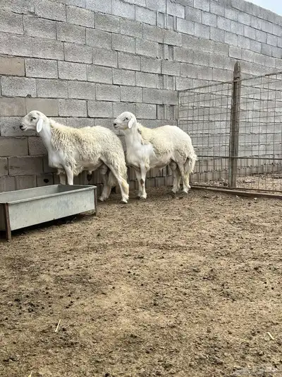 مشاريع فحول 1